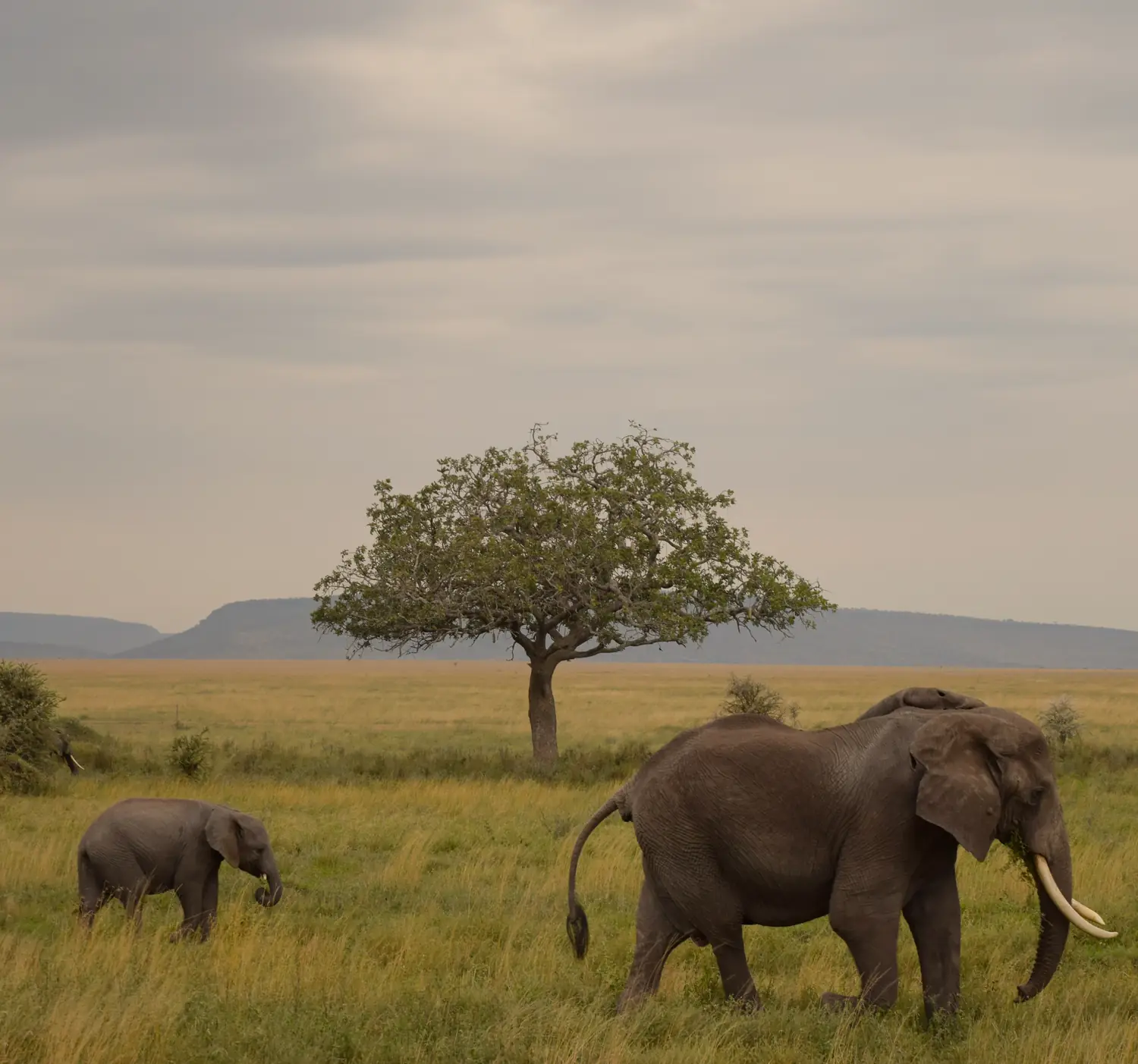 An elephant and her calf walking through long grass in the Serengeti, with a single flat-topped tree on the plain behind them.