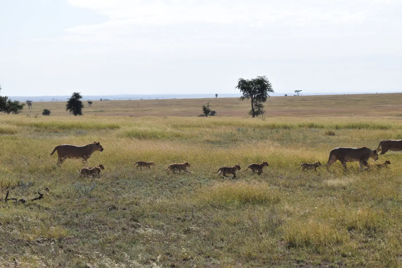 Two lionesses walking across open grassland with six cubs following in a line behind them.