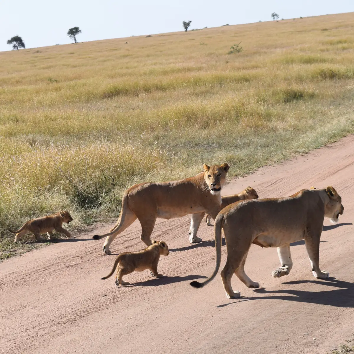 Two lionesses crossing a dirt track with their cubs following close behind them.