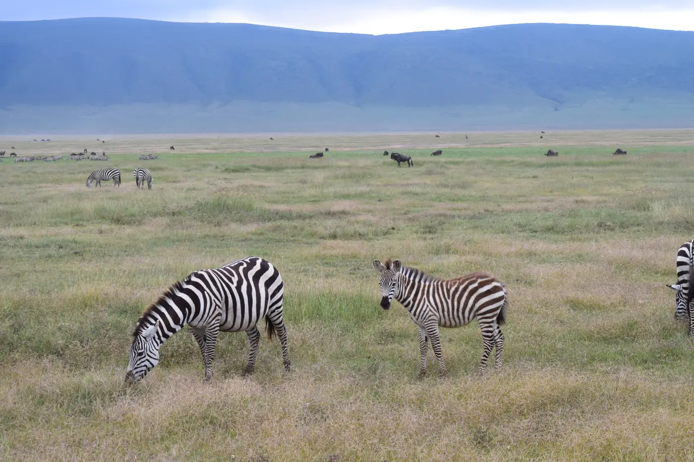 A zebra grazing beside her foal on the floor of the Ngorongoro Crater, with the crater wall rising behind and a scattered herd in the distance.